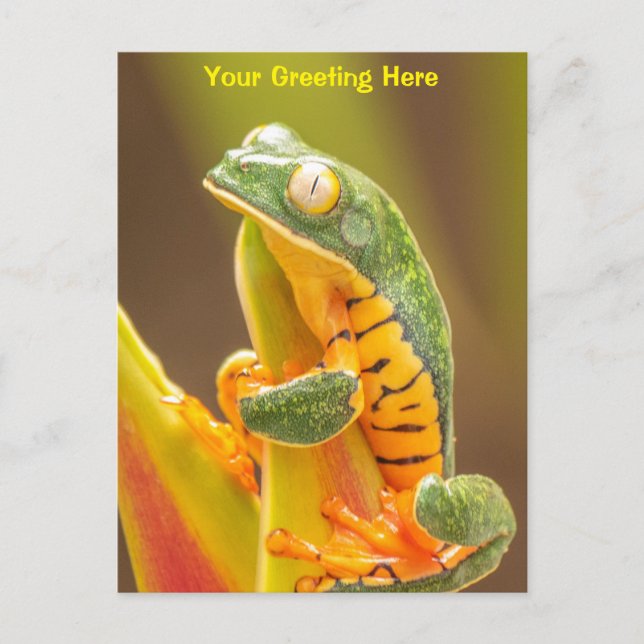 Frog | Tiger Leg Monkey Tree Frog Personalisiert Postkarte (Vorderseite)