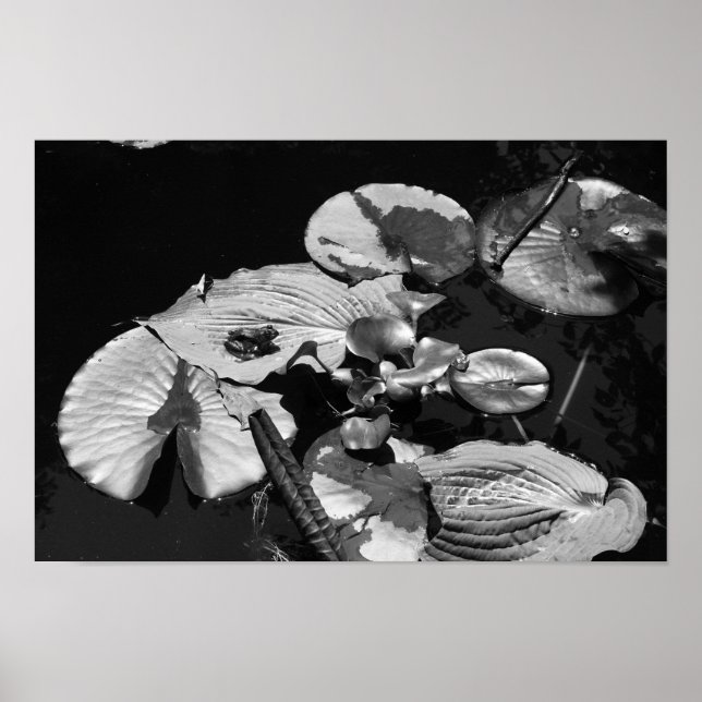 Frog World Poster (Vorne)