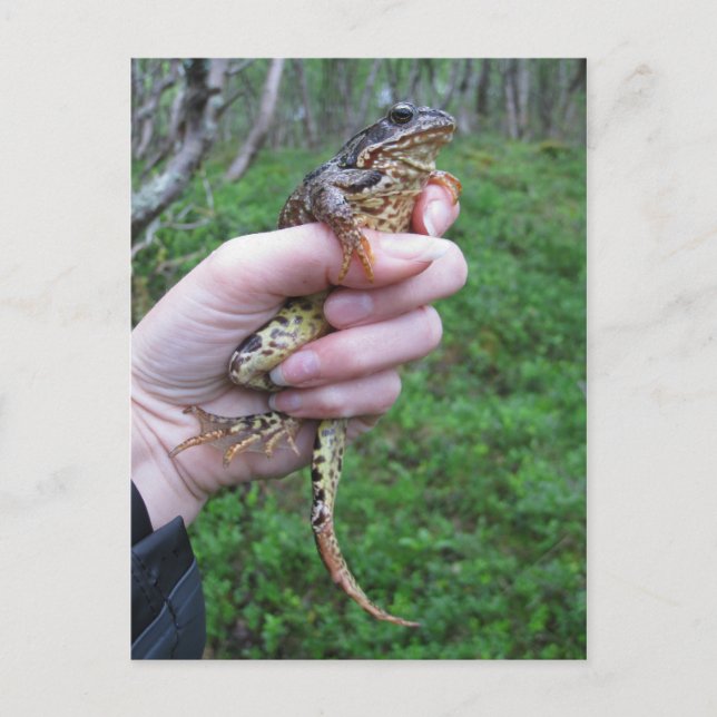 Froggylicious ! carte postale (Devant)