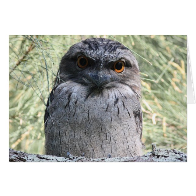 Frogmouth fauve (Devant horizontal)