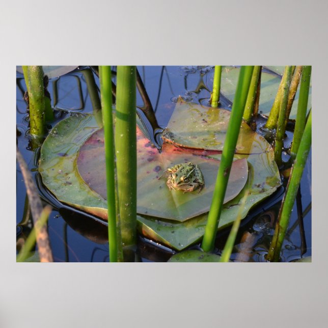 FROGPORTRAIT POSTER (Vorne)