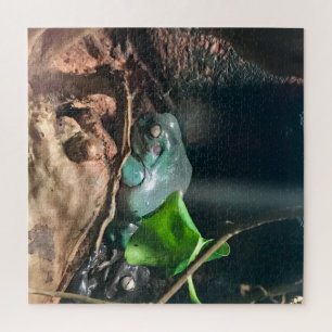 Frogs Mystery Life Nr. 2