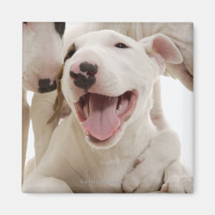 Frohe Bullterrier Magnet