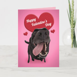 Frohe Valentinstag Lustiger Hund Humor Feiertagskarte