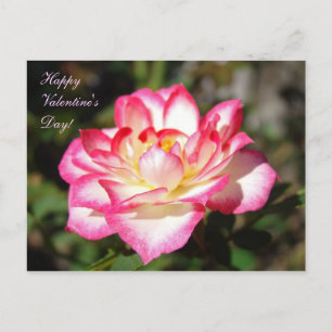 Frohe Valentinstag! Postkarten Rosa Rosenblumen