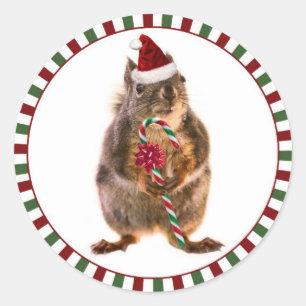 Frohe Weihnacht-Eichhörnchen-Aufkleber Runder Aufkleber