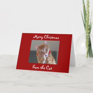 Frohe Weihnachten aus der Katze
