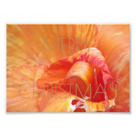 Frohe Weihnachten Blütenblütenfotografie Fotodruck