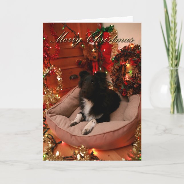 Frohe Weihnachten, Collie, sheltie Feiertagskarte (Vorderseite)