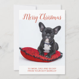 Frohe Weihnachten Französischer Bulldog auf Kissen