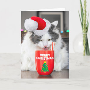 Frohe Weihnachten für alle Katzen trinken heißen K