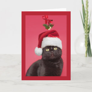 Frohe Weihnachten für jede Katze unter dem Mistelz