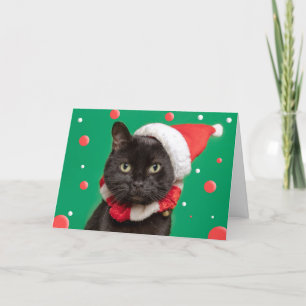 Frohe Weihnachten für jeden lustigen Katze in Weih