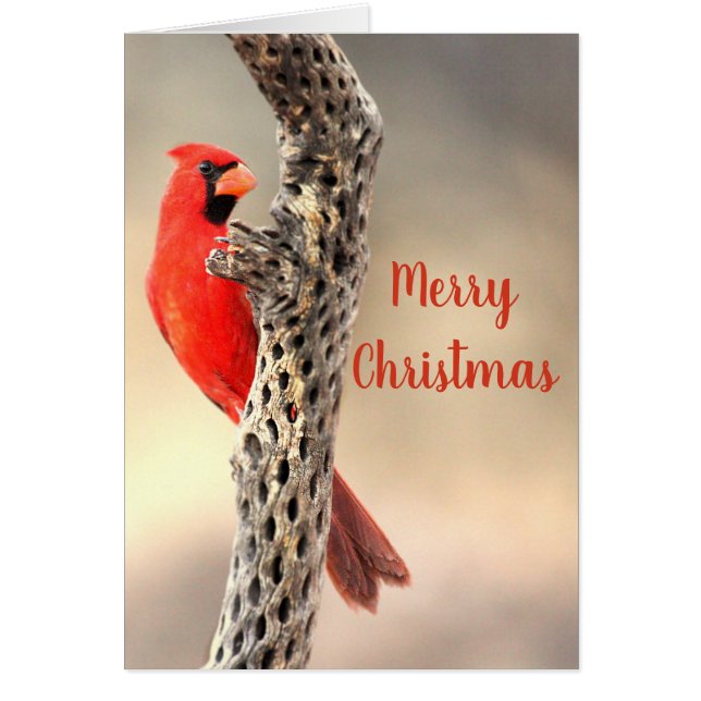 Frohe Weihnachten Nordischer Kardinal (Vorne)