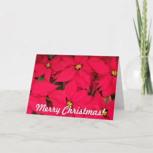 Frohe Weihnachten Poinsettien