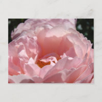 Frohe Weihnachten! Postkarten Rosa Blume