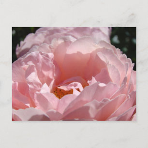 Frohe Weihnachten! Postkarten Rosa Rosen Blumen