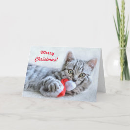 Frohe Weihnachten Spielerisch Kitten Weihnachten Karte