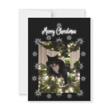 Frohe Weihnachten. Tuxie Katze auf Weihnachtsbaum.