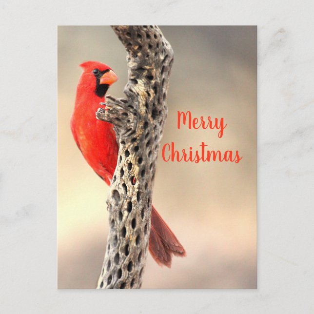 Frohe Weihnachten von einer Nord-Cardina (Vorderseite)