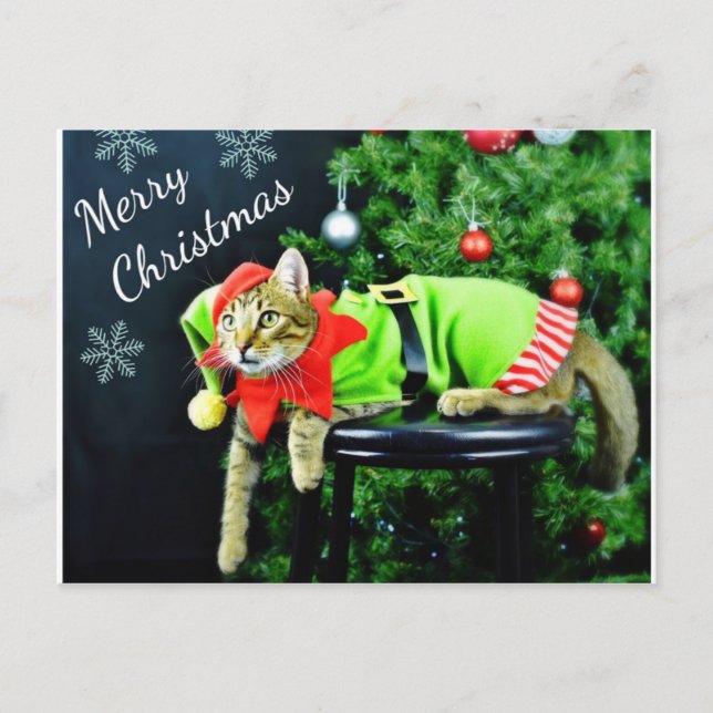 Frohe Weihnachts Cat Postcard Postkarte (Vorderseite)