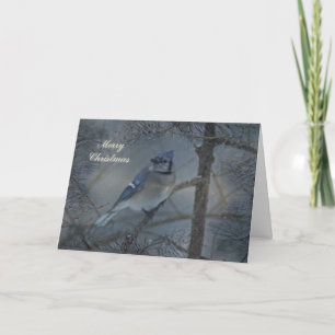 Frohe Weihnachts-Grußkarte - Blue Jay in Snow Feiertagskarte