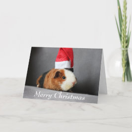 Frohe Weihnachts-Guinea Schweinchen in einer Weihn Karte