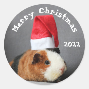 Frohe Weihnachts-Guinea Schweinchen in einer Weihn Runder Aufkleber