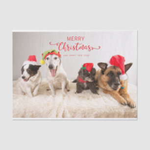 Frohe Weihnachtshunde in Weihnachtsmannmützen Seidenpapier