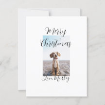 Frohe Weihnachtshunde Katze Foto Weihnachtsgeschen