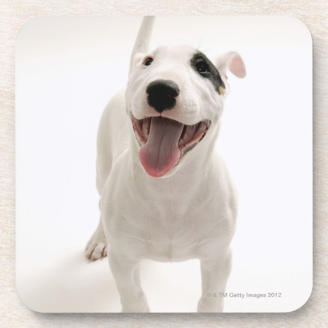 Froher Bullterrier Getränkeuntersetzer (Vorderseite)