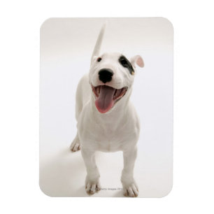 Froher Bullterrier Magnet