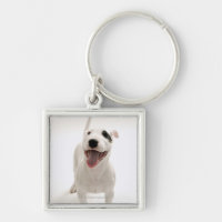 Froher Bullterrier