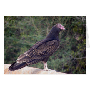 Froher Bussard - sind Sie Gefühl besser