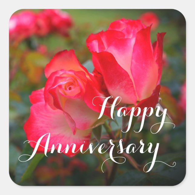 Frohes Jubiläum Cherry Parfait Rose #4-3 Square Quadratischer Aufkleber (Vorderseite)