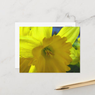 Fröhliche Gelbe Daffodil Narcissus Frühlingsblumen Postkarte