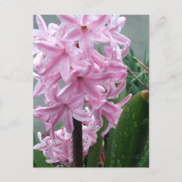 Fröhliche rosa Hyazinthe-Blume nach Frühlingsrenne Postkarte