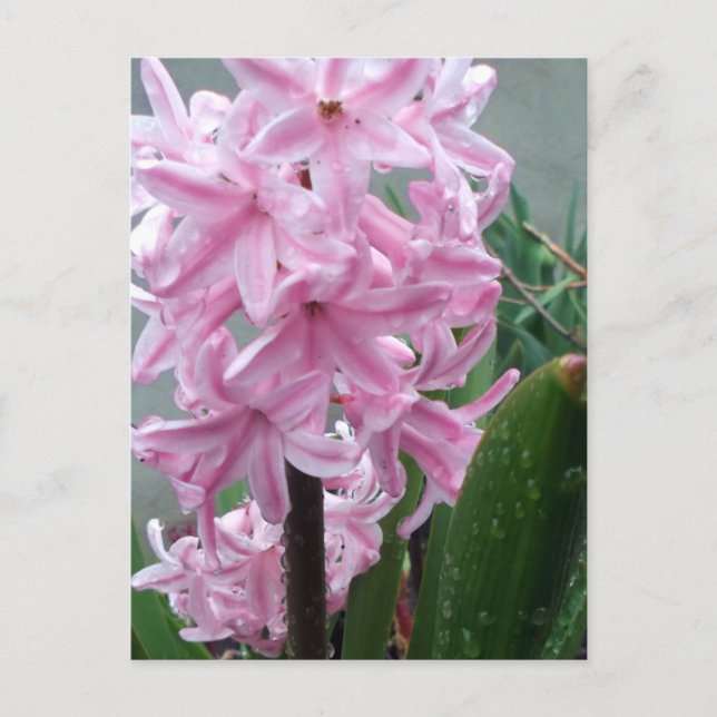 Fröhliche rosa Hyazinthe-Blume nach Frühlingsrenne Postkarte (Vorderseite)