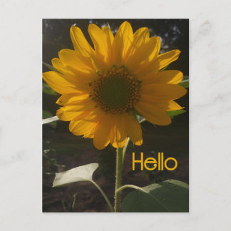 Fröhliche Sonnenblume Postkarte