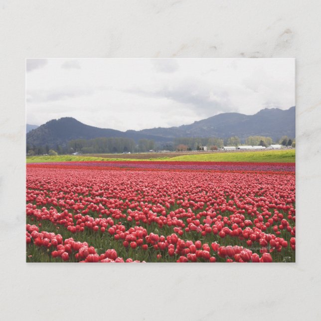 Fröhliche Tulpenfelder Teppichboden Skagit Valley  Postkarte (Vorderseite)