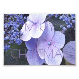 Fröhliche Weihnachten Blumenblüten Violett Fotogra Fotodruck