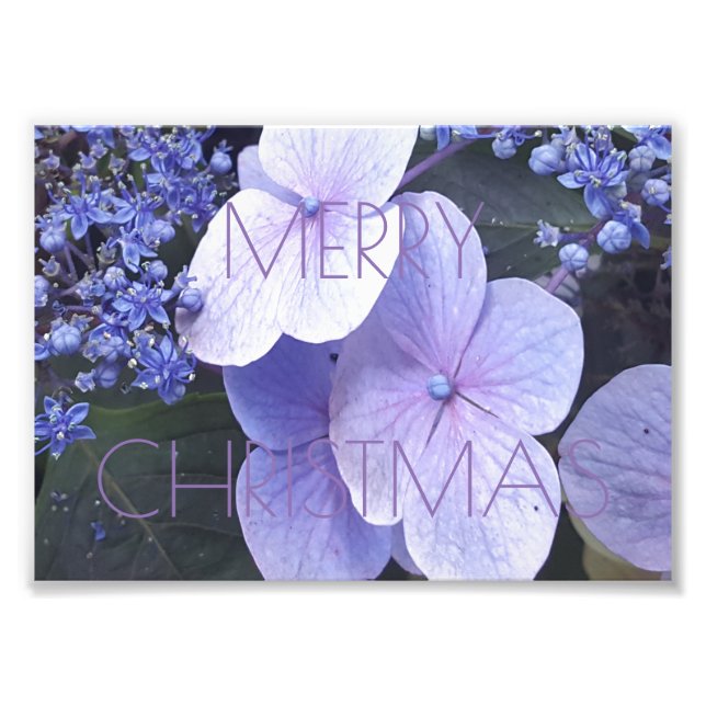 Fröhliche Weihnachten Blumenblüten Violett Fotogra Fotodruck (Vorne)