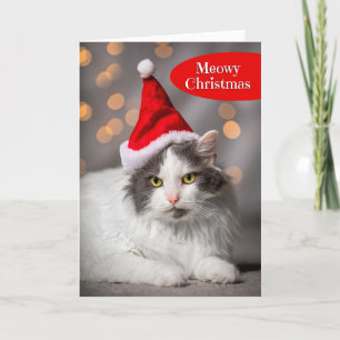Fröhliche Weihnachten für jeden süßen Kater in San