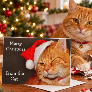 Fröhliche Weihnachten von der Katze