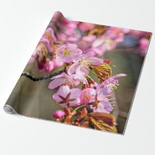 Fröhlicher Kaskade von Sakura-Blume an einem Frühl Geschenkpapier