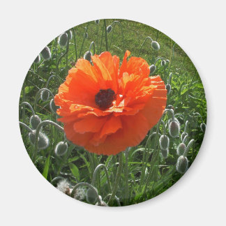 Fröhlicher Mohn Magnet