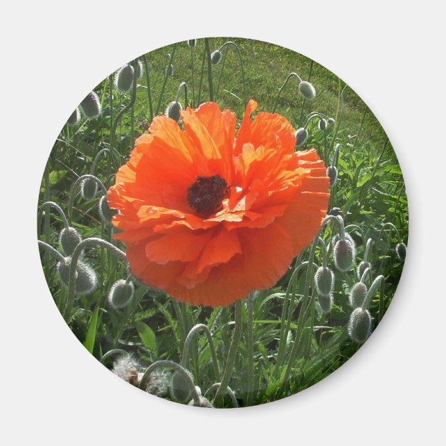 Fröhlicher Mohn Magnet (Vorne)