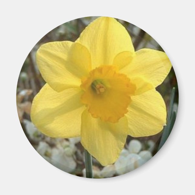 fröhliches Daffodil Magnet (Vorne)