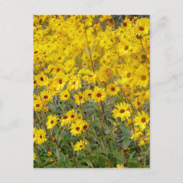 Fröhliches Feld gelber Blumen Postkarte