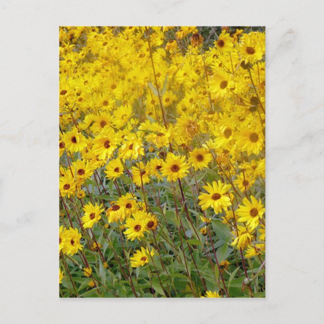 Fröhliches Feld gelber Blumen Postkarte (Vorderseite)